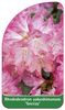 Rhododendron yakushimanum 'Sneezy'