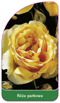 Róza parkowa Nr. 405