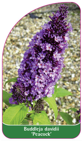 Buddleja davidii 'Peacock'
