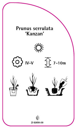 Prunus serrulata 'Kanzan'