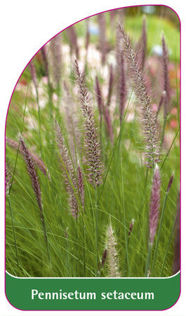 Pennisetum setaceum