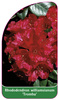 Rhododendron williamsianum 'Tromba'