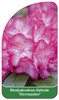 Rhododendron-Hybride 'Sternzauber'