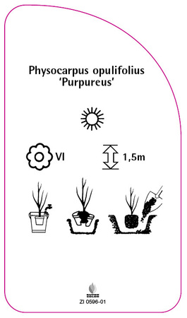 Physocarpus opulifolius 'Purpureus'