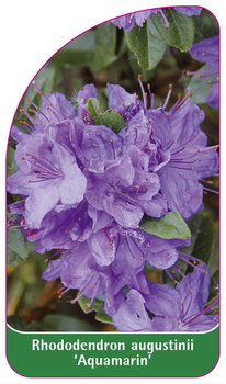Rhododendron augustinii 'Aquamarin'