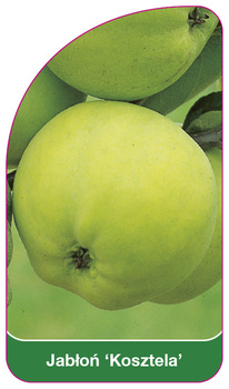 Jabłoń 'Kosztela'