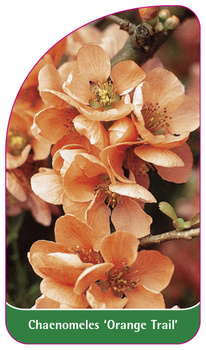 Chaenomeles 'Orange Trail'