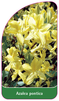Azalea pontica