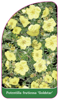 Potentilla fruticosa 'Goldstar'