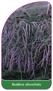 Buddleia alternifolia