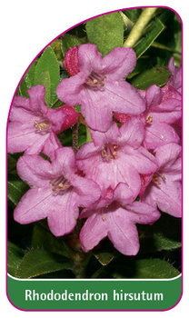 Rhododendron hirsutum