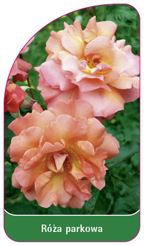 Róza parkowa Nr. 410