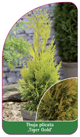 Thuja plicata 'Tiger Gold'