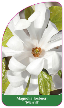 Magnolia loebneri 'Merrill'