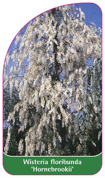 Wisteria floribunda 'Hornebrookii'