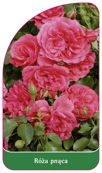 Róza pnąca Nr. 331