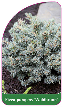 Picea pungens 'Waldbrunn'