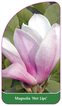 Magnolie 'Hot Lips'