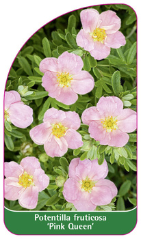 Potentilla fruticosa 'Pink Queen'