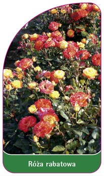 Discount rose Nr. 110