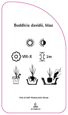Buddleia davidii, blau