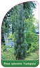 Pinus sylvestris 'Fastigiata'