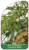 Acer saccharinum 'Laciniatum Wieri'