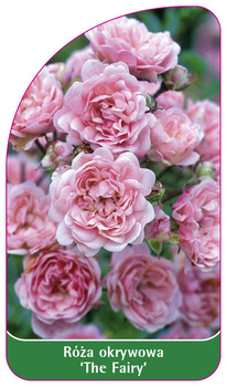 Trandafir de acoperire a solului 'The Fairy'