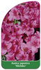 Azalea japonica 'Michiko'