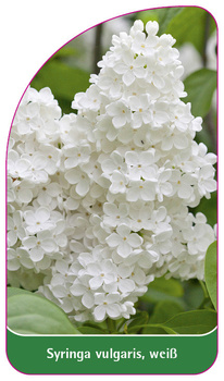 Syringa vulgaris, weiß