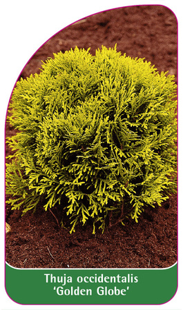 Thuja occidentalis "Golden Globe