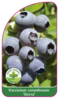 Vaccinium corymbosum 'Sierra'