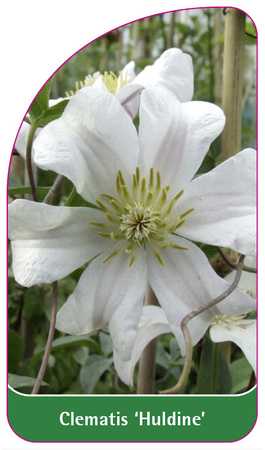 Clematis 'Huldine'