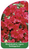 Rhododendron repens 'Rotkäppchen'