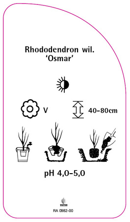 Rhododendron williamsianum 'Osmar'