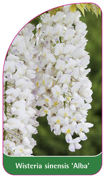 Wisteria sinensis 'Alba'