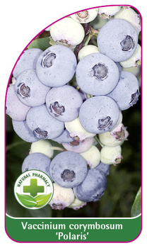 Vaccinium corymbosum 'Polaris'