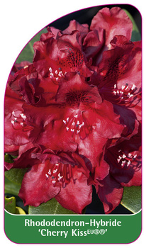 Rhododendron-Hybride 'Cherry Kiss'