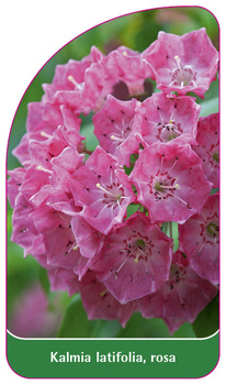 Kalmia latifolia, rosa