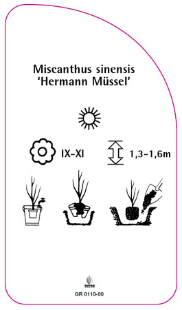 Miscanthus sinensis 'Hermann Müssel'