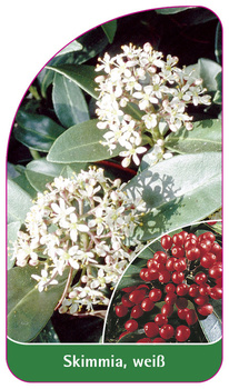 Skimmia , weiß