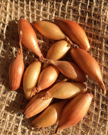 Cebula Dymka Sopelek - KOMPLET 250G