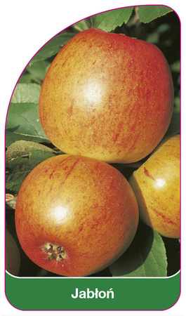 Jabłoń