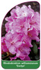 Rhododendron williamsianum 'Evelyn'