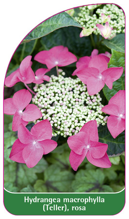 Hydrangea macrophylla (Teller), rosa