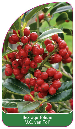 Ilex aquifolium 'J.C. van Tol'