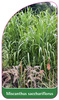 Miscanthus sacchariflorus