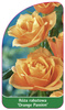 Róza rabatowa 'Orange Passion' Nr. 534