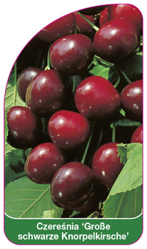 Czereśnia 'Große schwarze Knorpelkirsche'