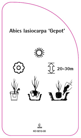 Abies lasiocarpa 'Gepot'